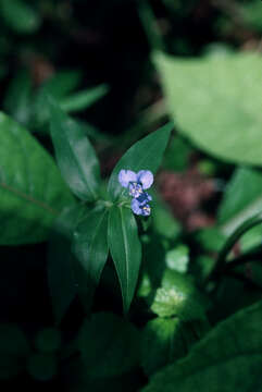 Image of climbing dayflower