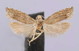Image of Eucosma strenuana Walker 1863