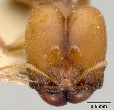 Image of Pheidole centeotl Wheeler 1914