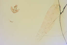 Image of Agonopterix cajonensis Clarke 1941