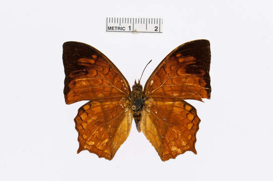 Imagem de Charaxes pleione Godart 1824