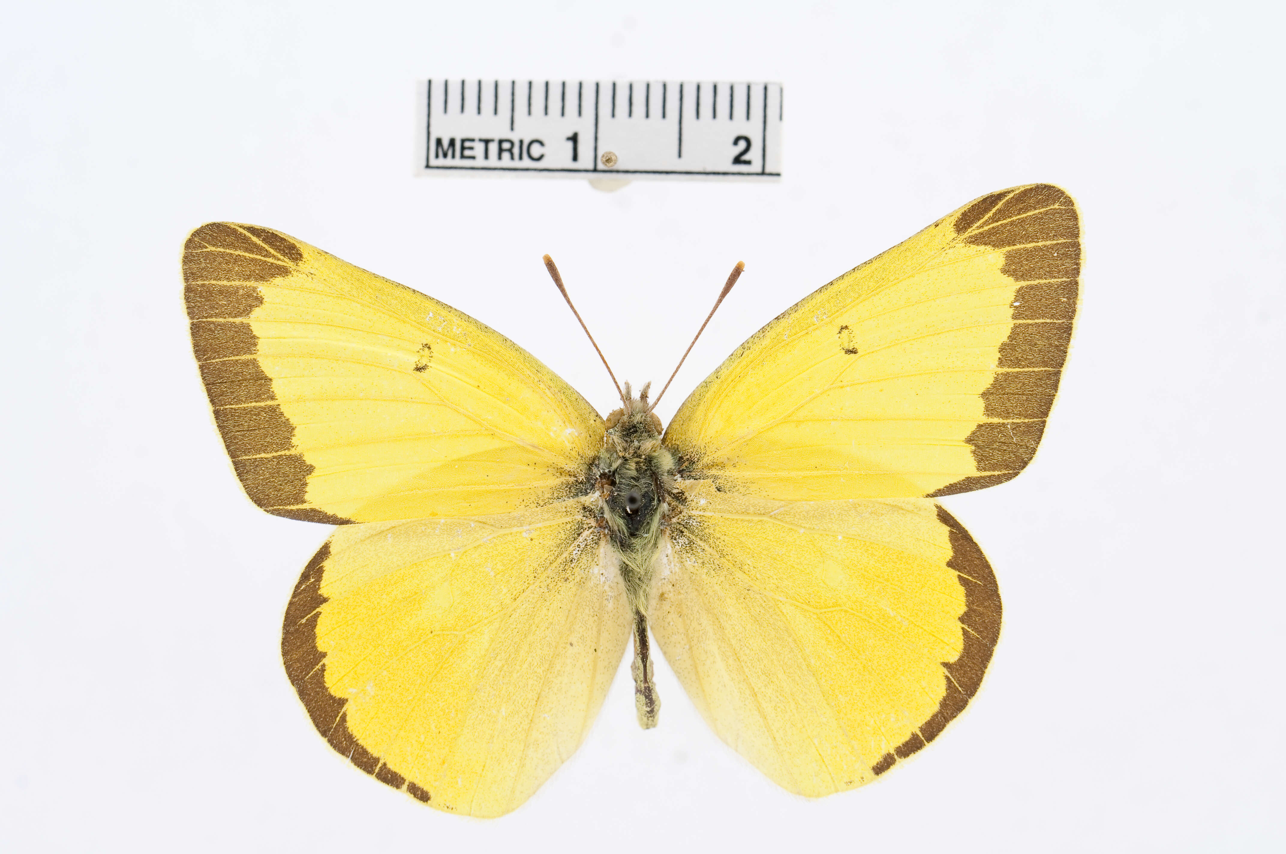 Image of Alexandra's Sulphur