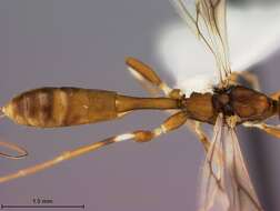 Image of Spathius calligaster Matthews 1970