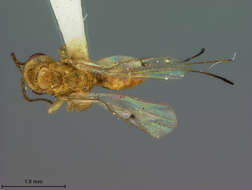 Image of Megastigmus immaculatus Ashmead 1905