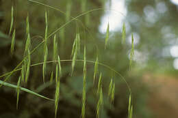 Imagem de Bromus dolichocarpus Wagnon