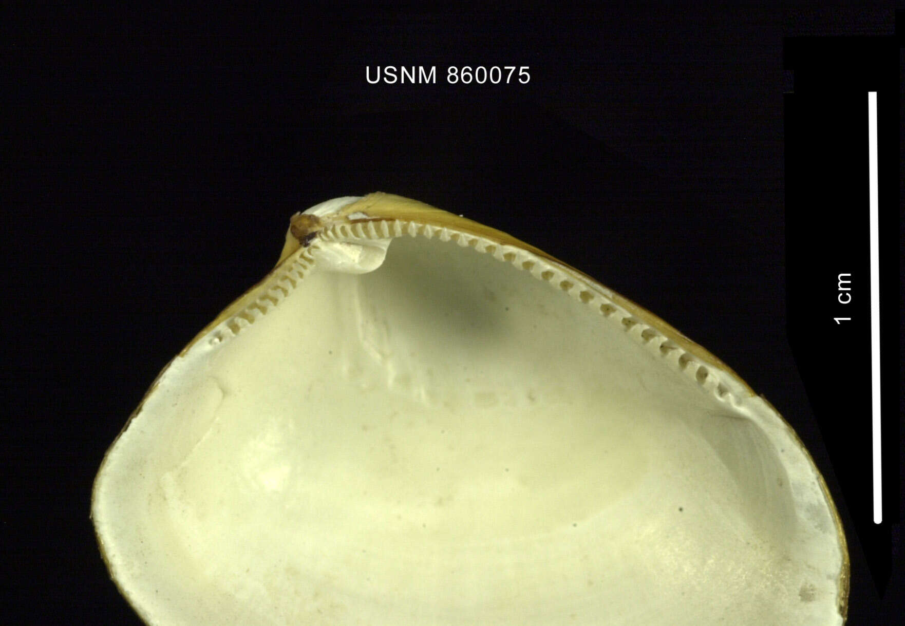 Image of Nucula austrobenthalis Dell 1990