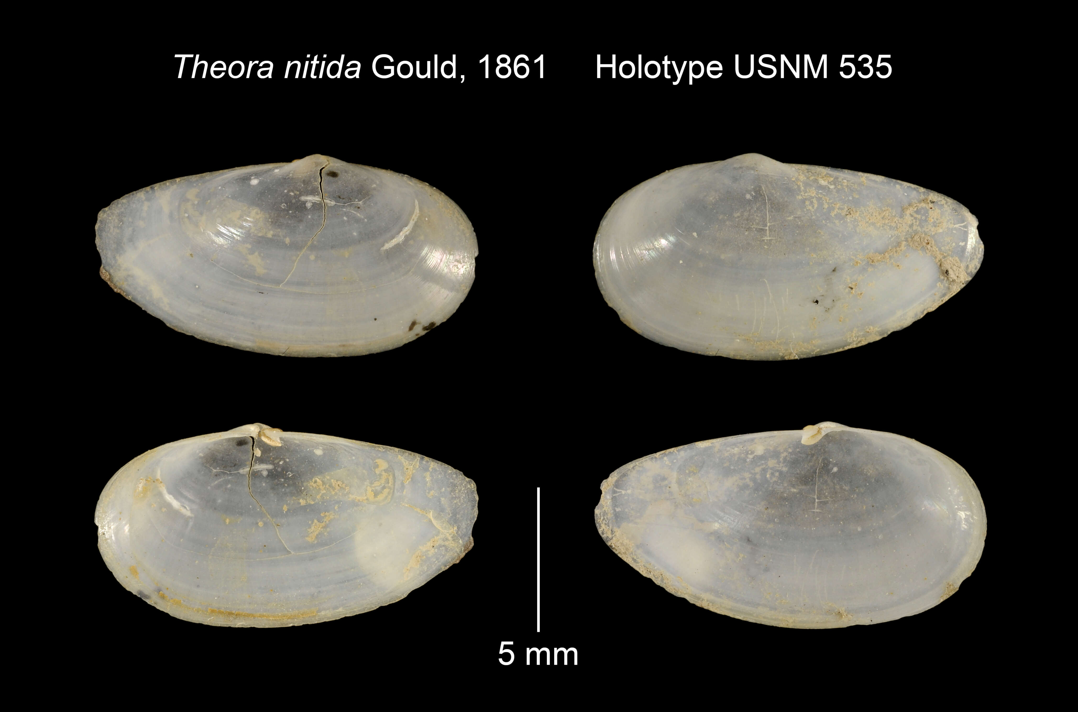 Sivun Theora lata (Hinds 1843) kuva