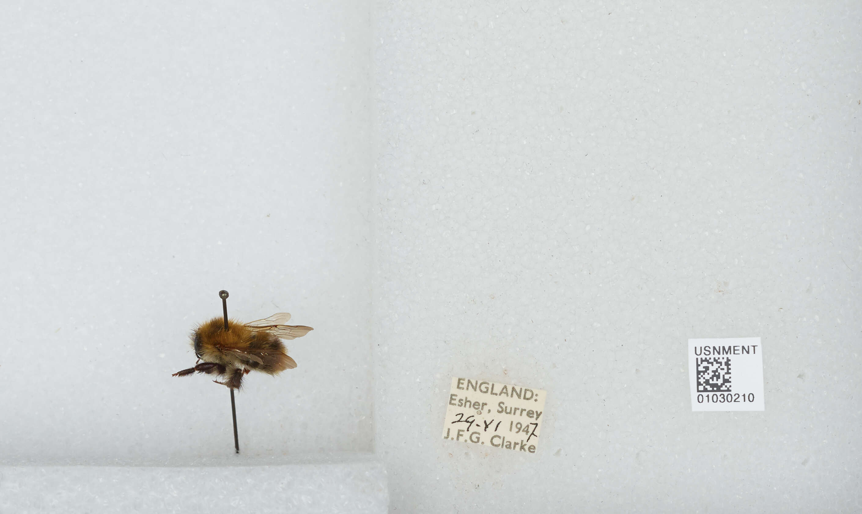 Image of Common carder bumblebee