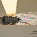 Image of Eurytoma amplicoxa Bugbee 1973