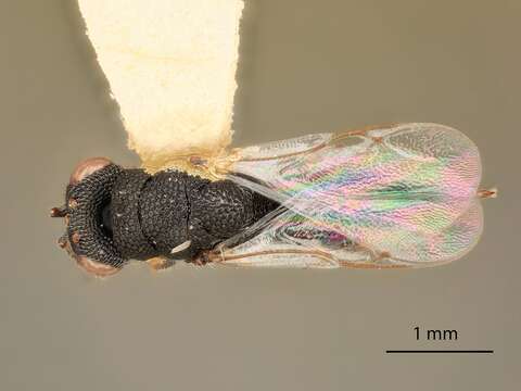 Image of Eurytoma amplicoxa Bugbee 1973