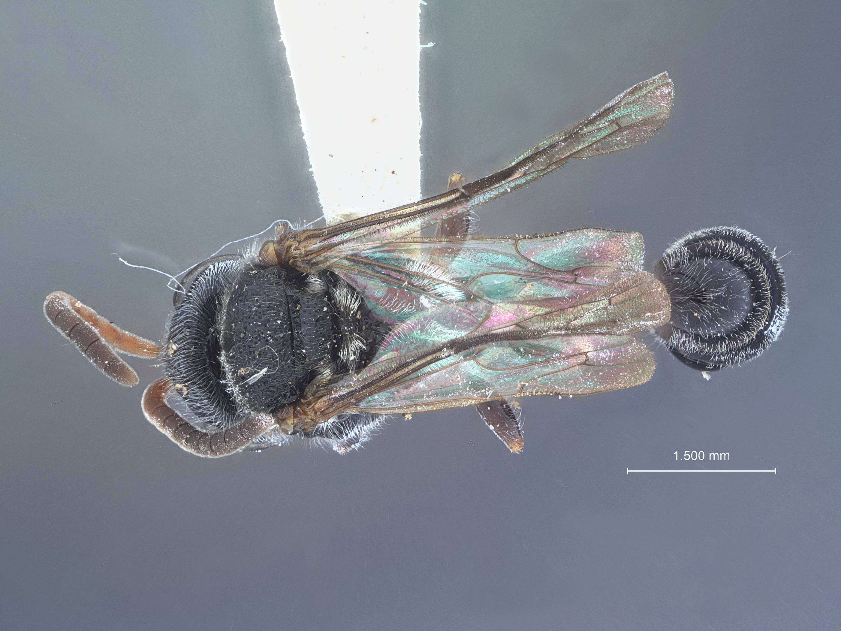 Image of Pseneo longiventris kohlii (W. Fox 1898)