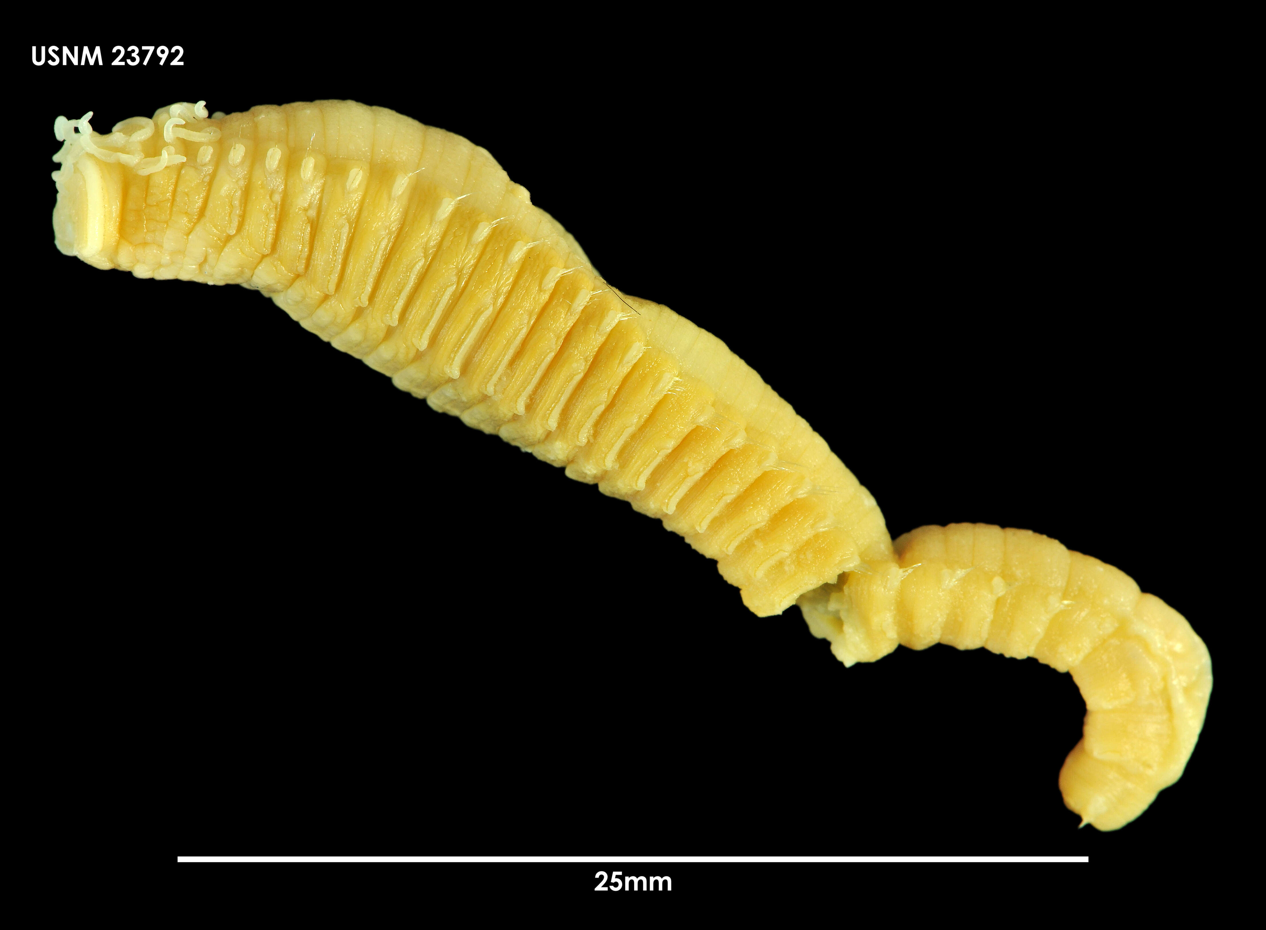 Plancia ëd Thelepus cincinnatus (Fabricius 1780)