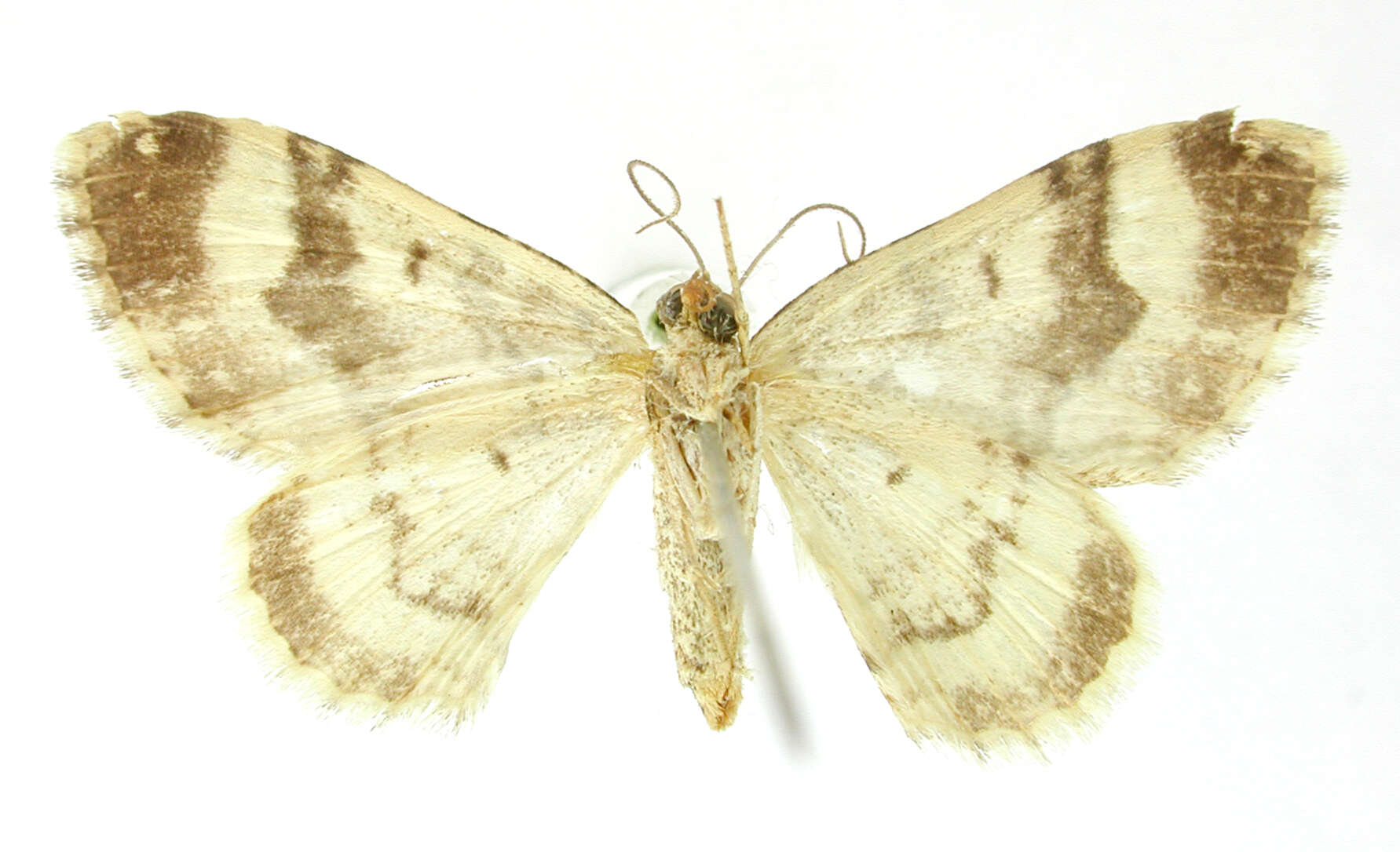 Image of Hammaptera colonaria Schaus 1913