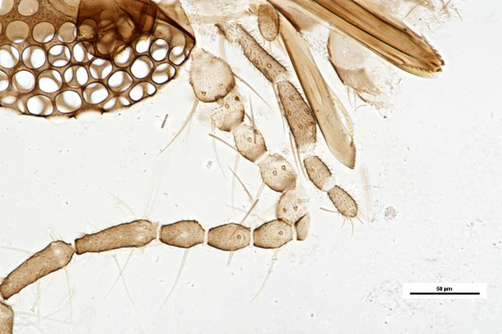 Image of Culicoides hegneri Causey 1938