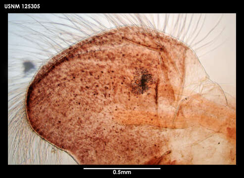 Image of Tetrachaelasma Newman & Ross 1971