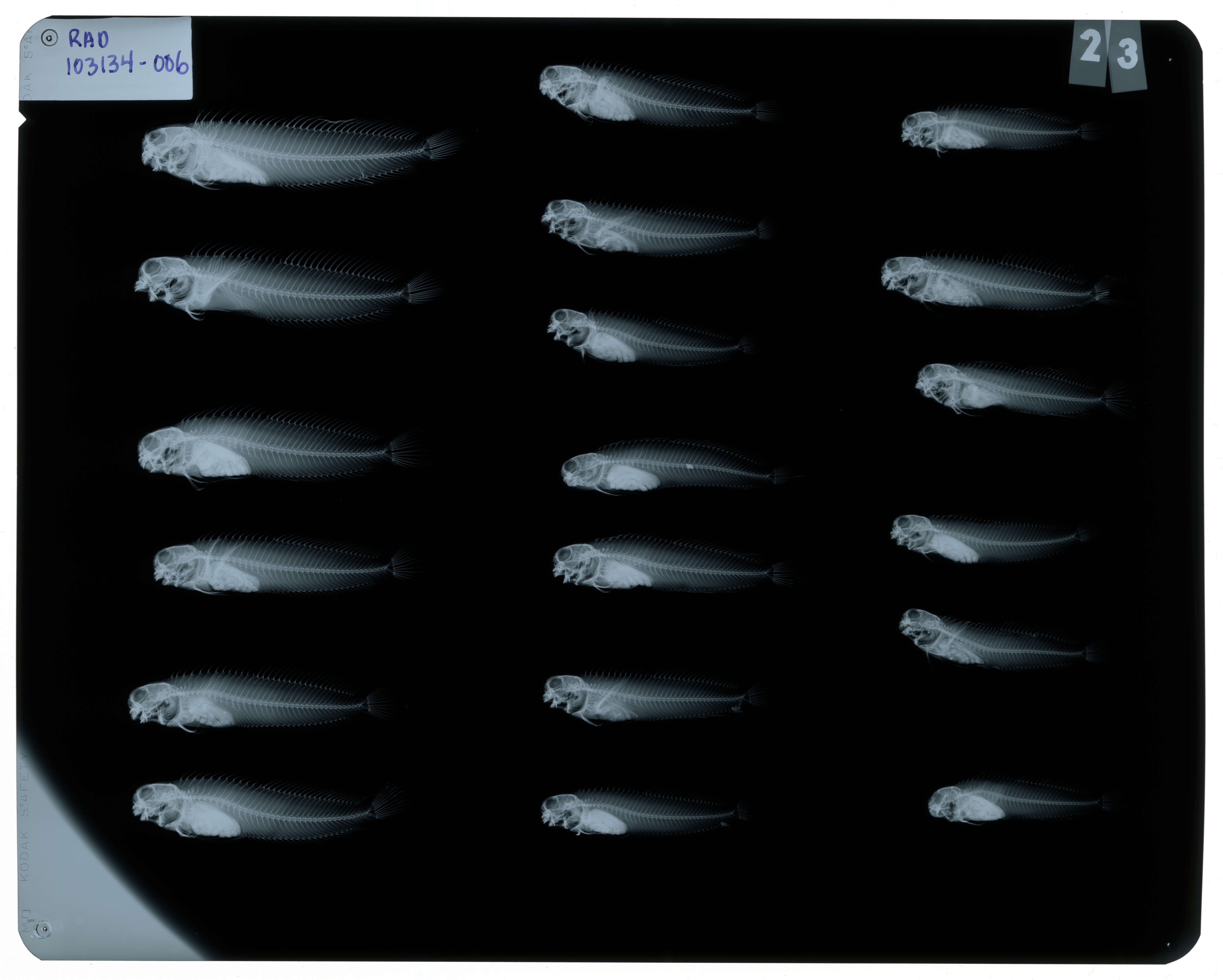 Image of Istiblennius edentulus (Forster & Schneider 1801)