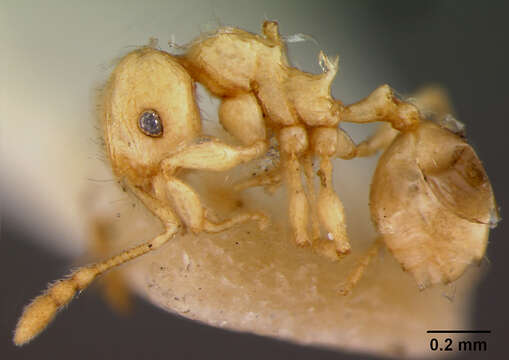 Image of Pheidole onifera Mann 1921