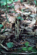 Image of Naked Broom-Rape