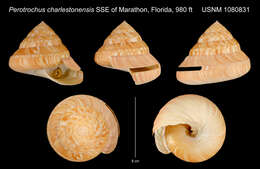 Image of Perotrochus charlestonensis Askew 1987