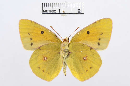 Image of Colias diva Grum-Grshimailo 1891