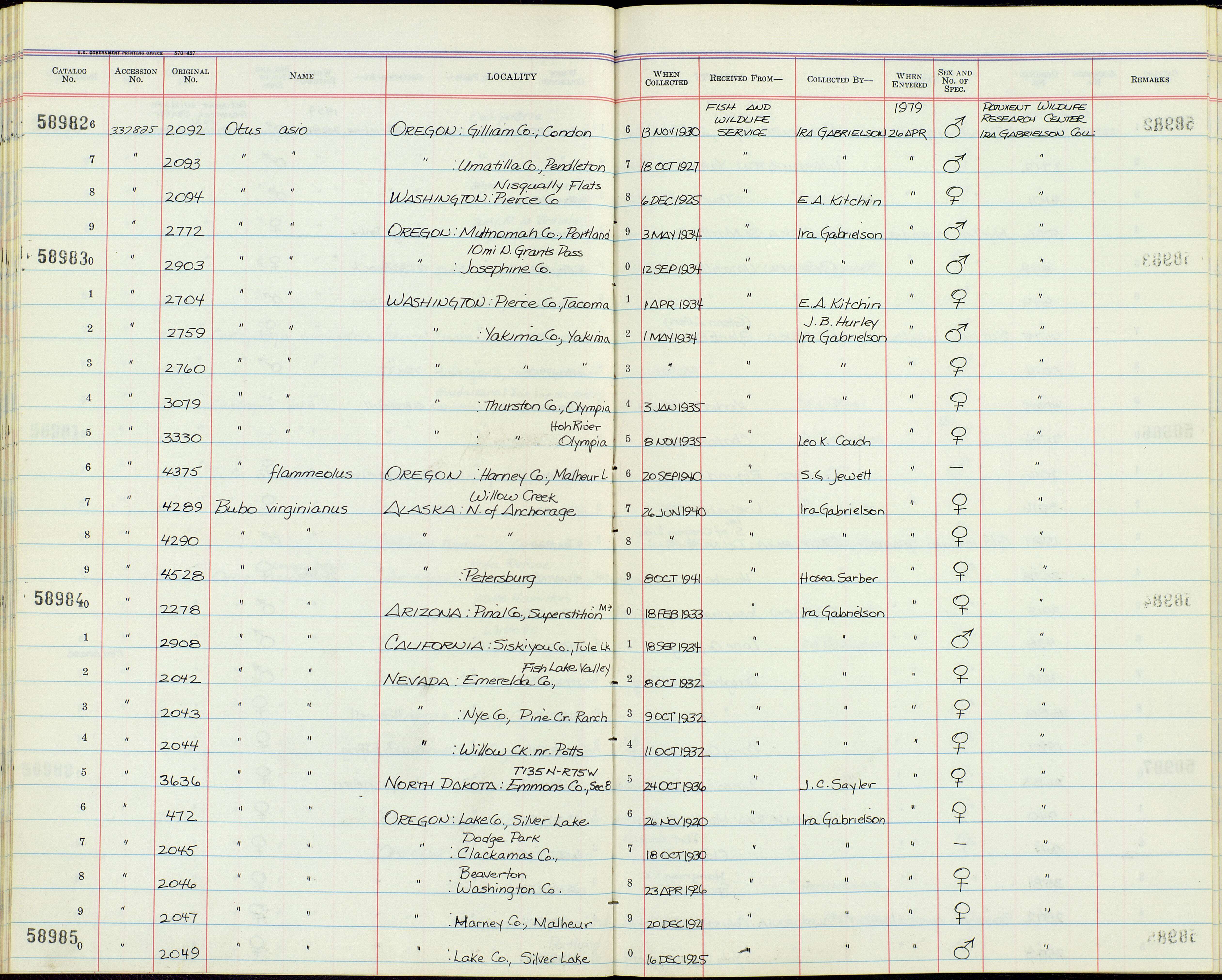 Image of Otus asio (Linnaeus 1758)