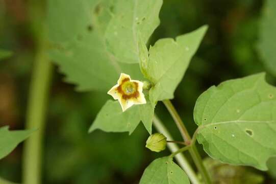 Image of cutleaf groundcherry