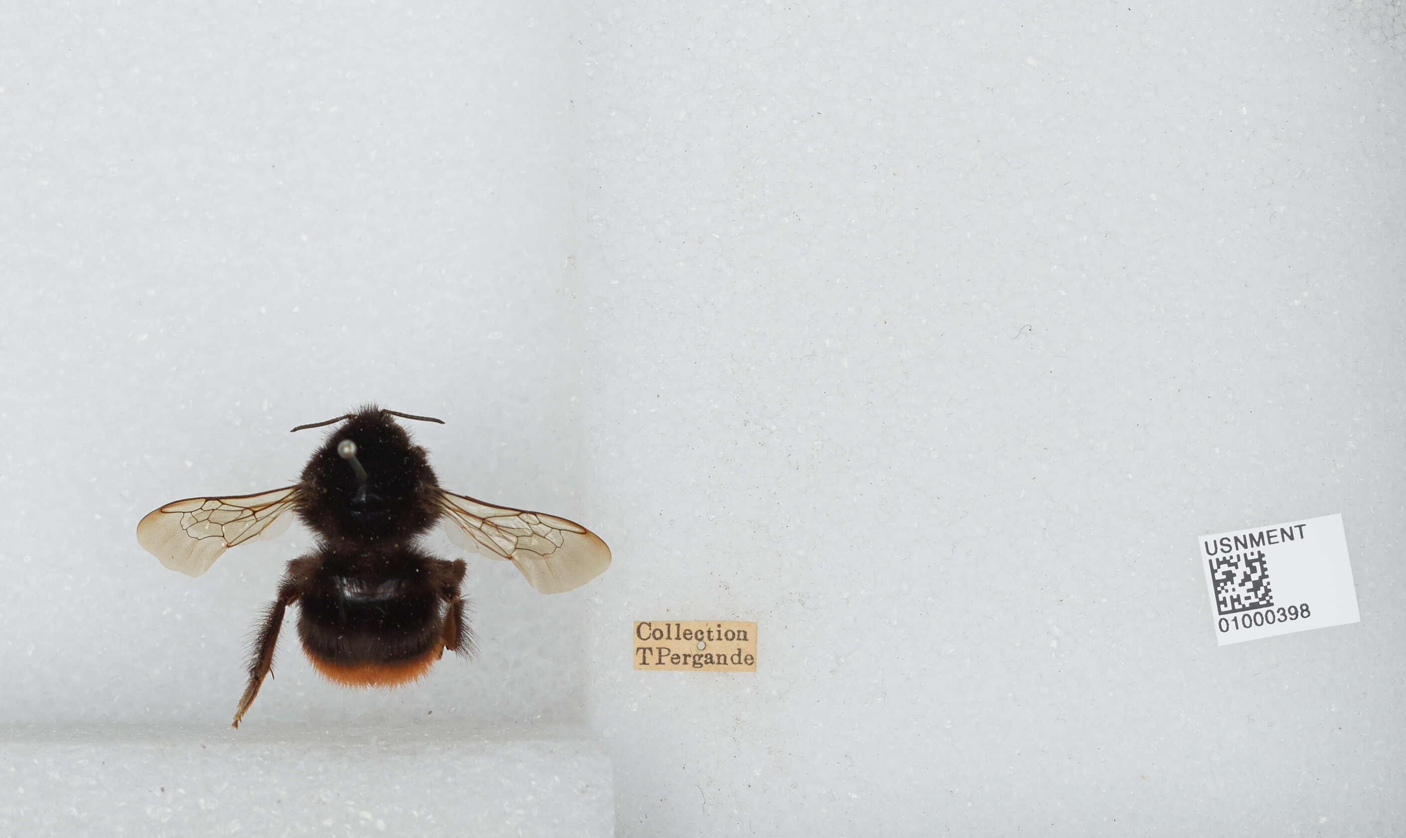 Image of Red tailed bumblebee