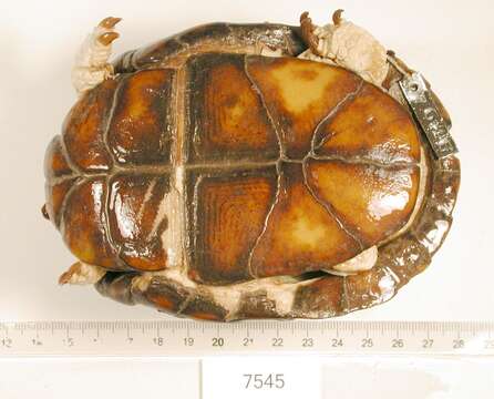 Image of Three-toed box turtle