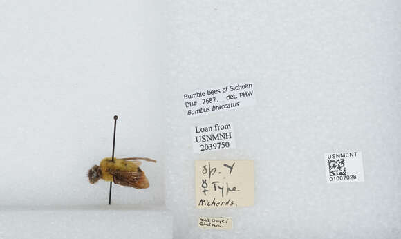 Image of Bombus braccatus Friese 1905