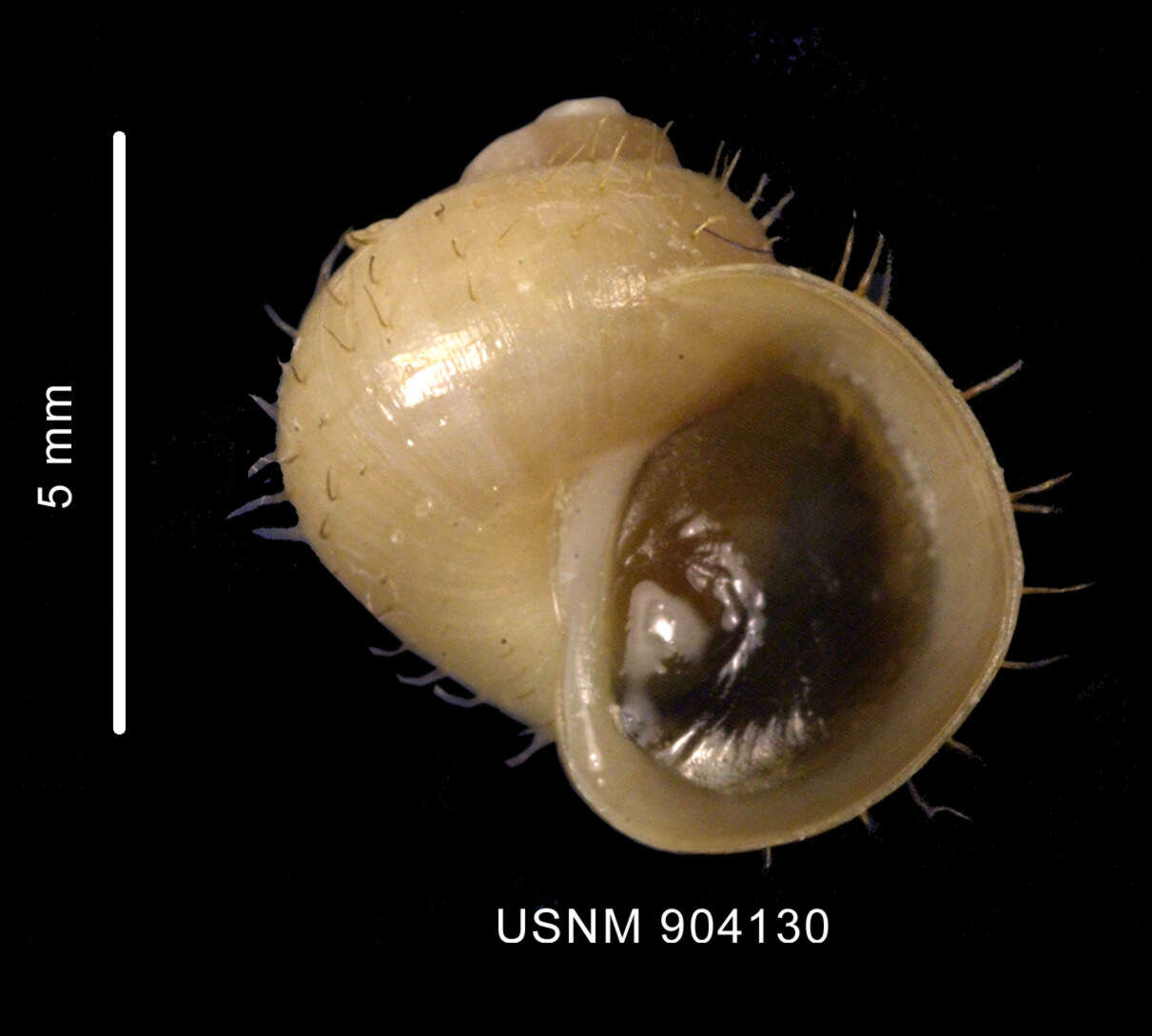 Image de Torellia smithi Warén, Arnaud & Cantera 1986