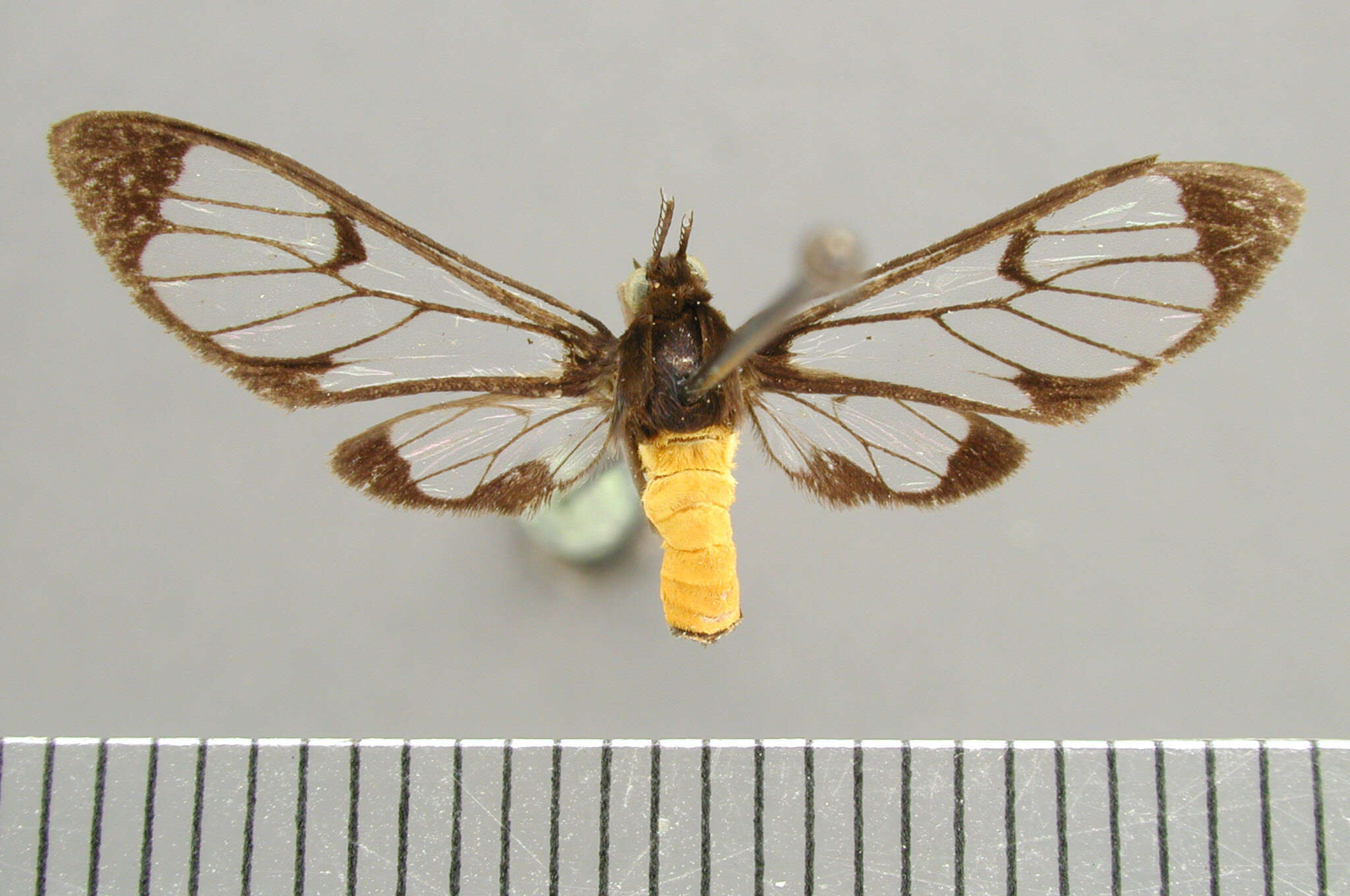 Image of Cosmosoma hercynacula Dyar 1914