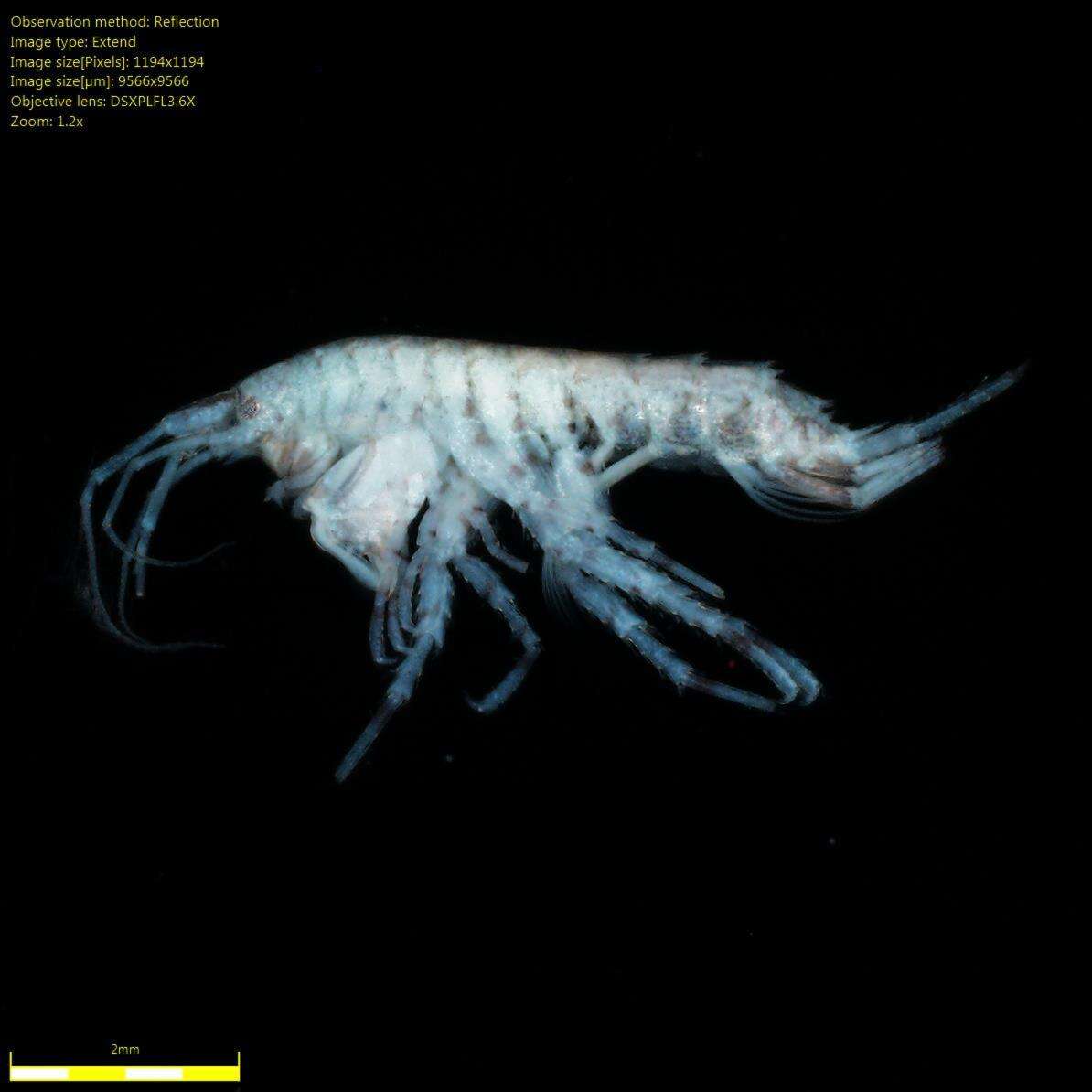 Image of Amphipoda