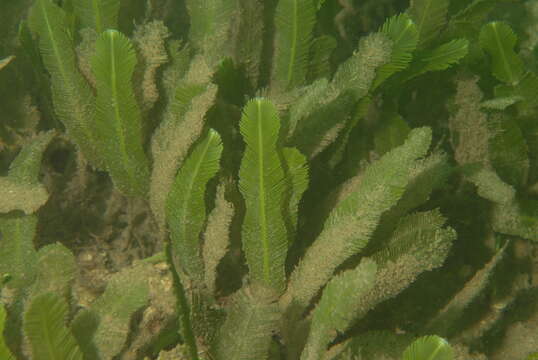 Image of Caulerpa J. V. F. Lamouroux 1809