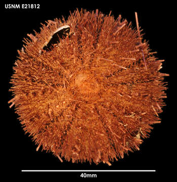 Image of Antarctic sea urchin