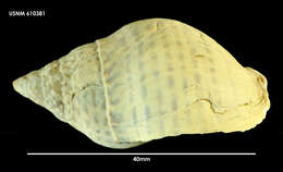 Image of Cominella maculosa (Martyn 1784)