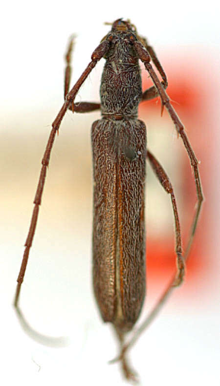 Image of Aneflomorpha rectilinea Casey 1924