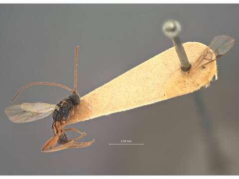 Image of Microplitis laticinctus Muesebeck 1922