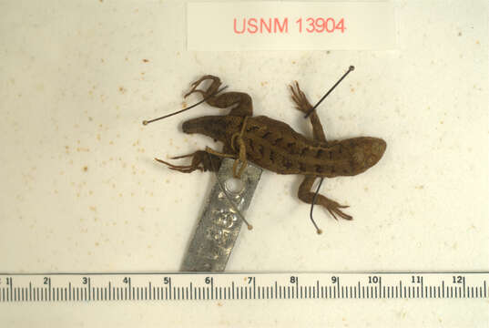 Image of Cozumel Spiny Lizard