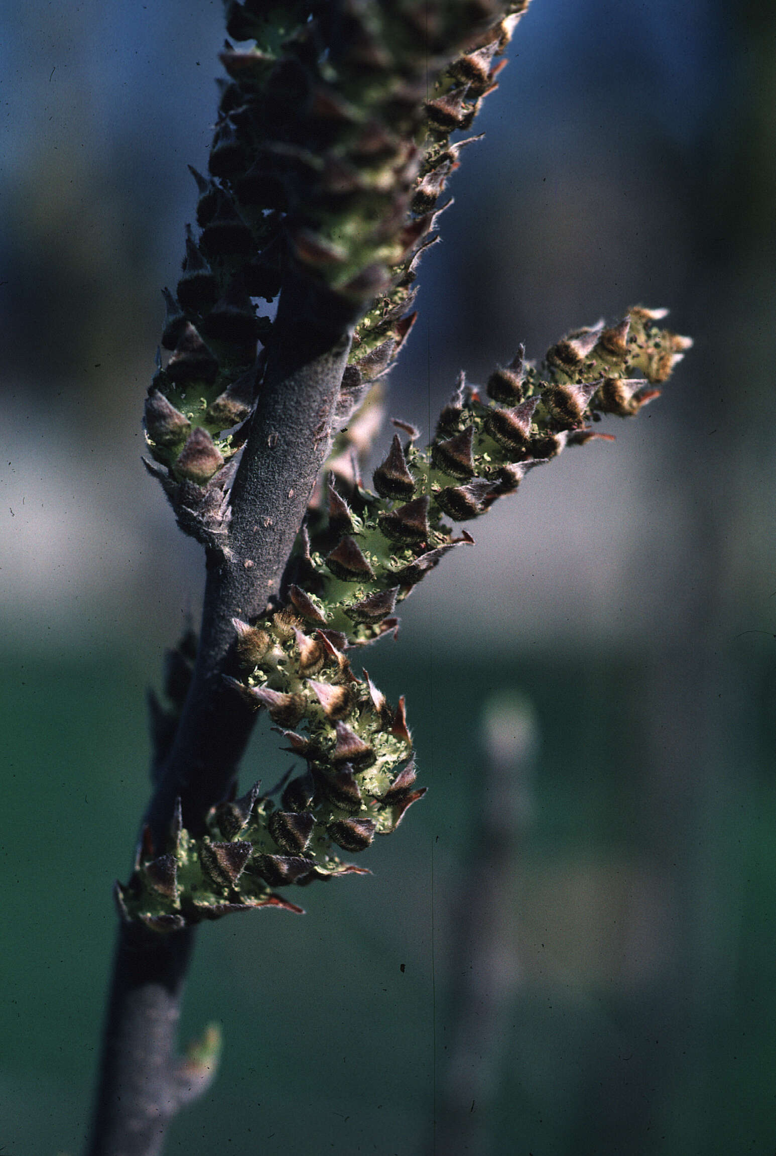 Image de Leitneria floridana Chapm.