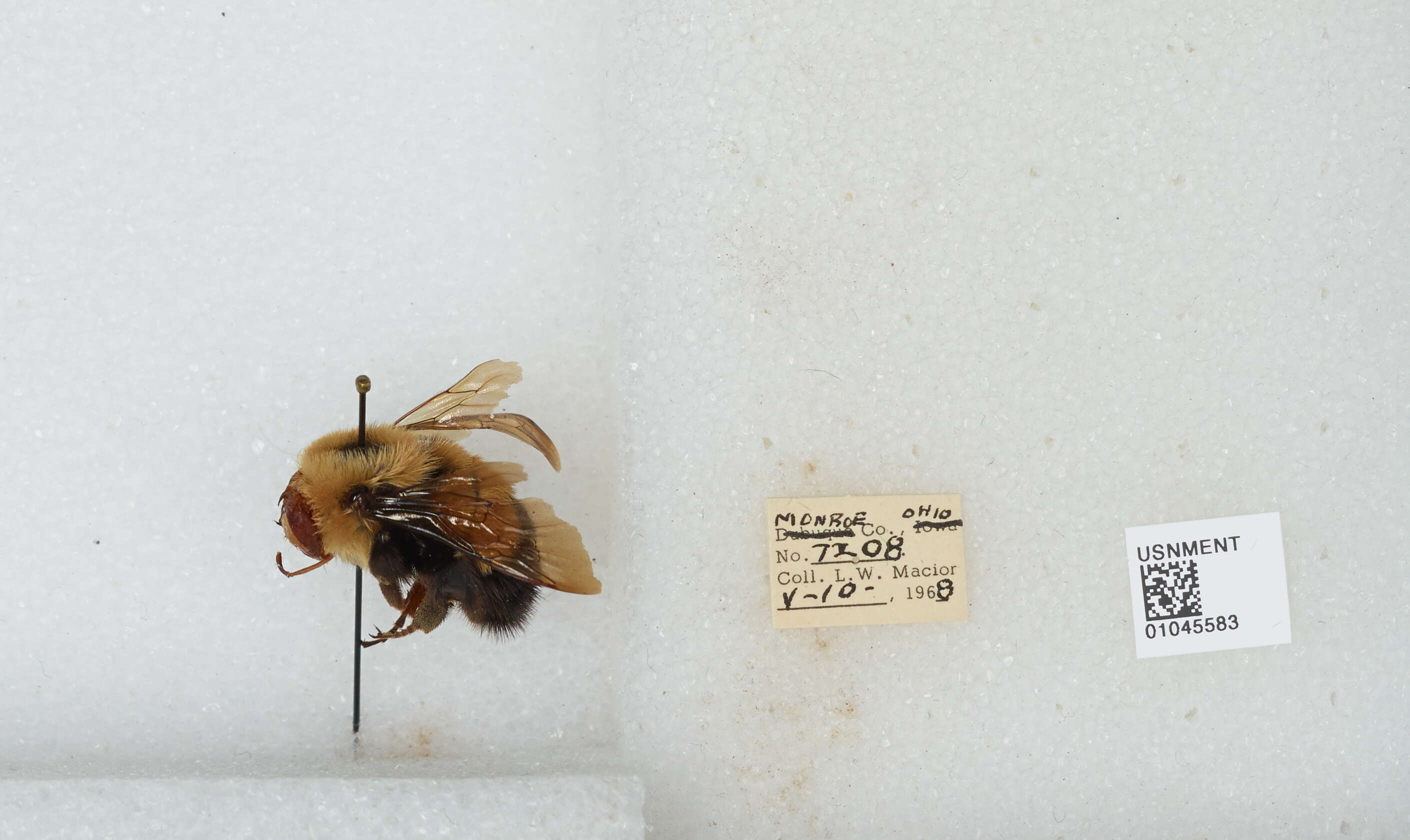 Слика од Bombus affinis Cresson 1864