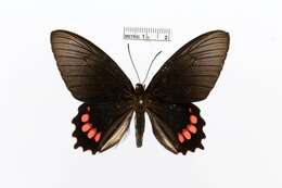 Parides panthonus (Cramer (1780)) resmi