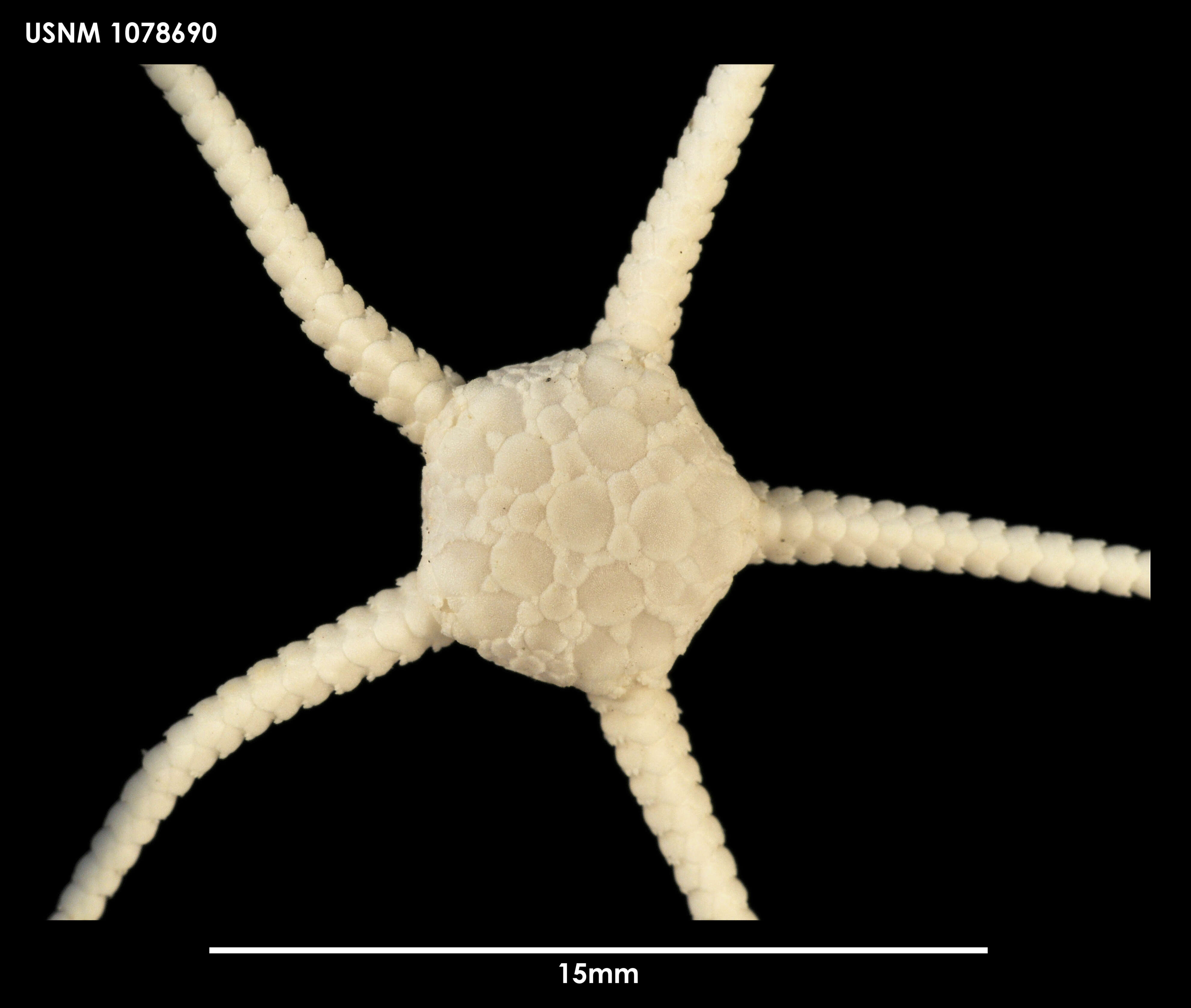 Sivun Amphiophiura rowetti G. A. Smith 1923 kuva