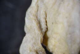 Image of <i>Kophobelemnon hispidum</i>
