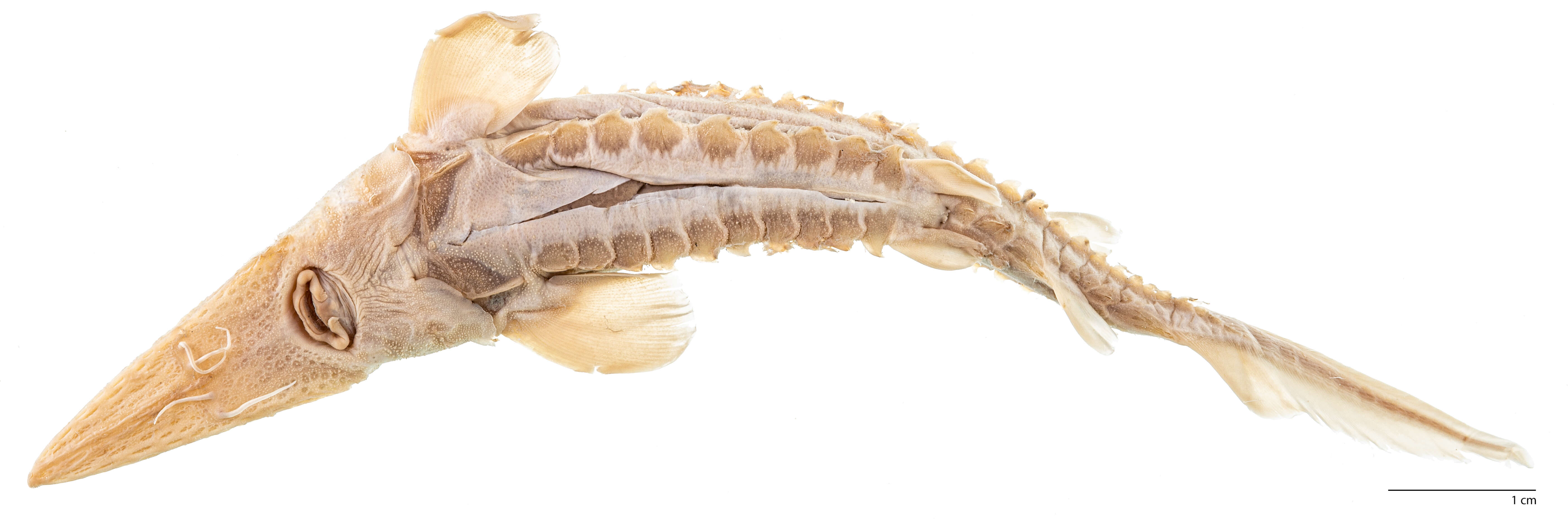 Image of Gulf Sturgeon