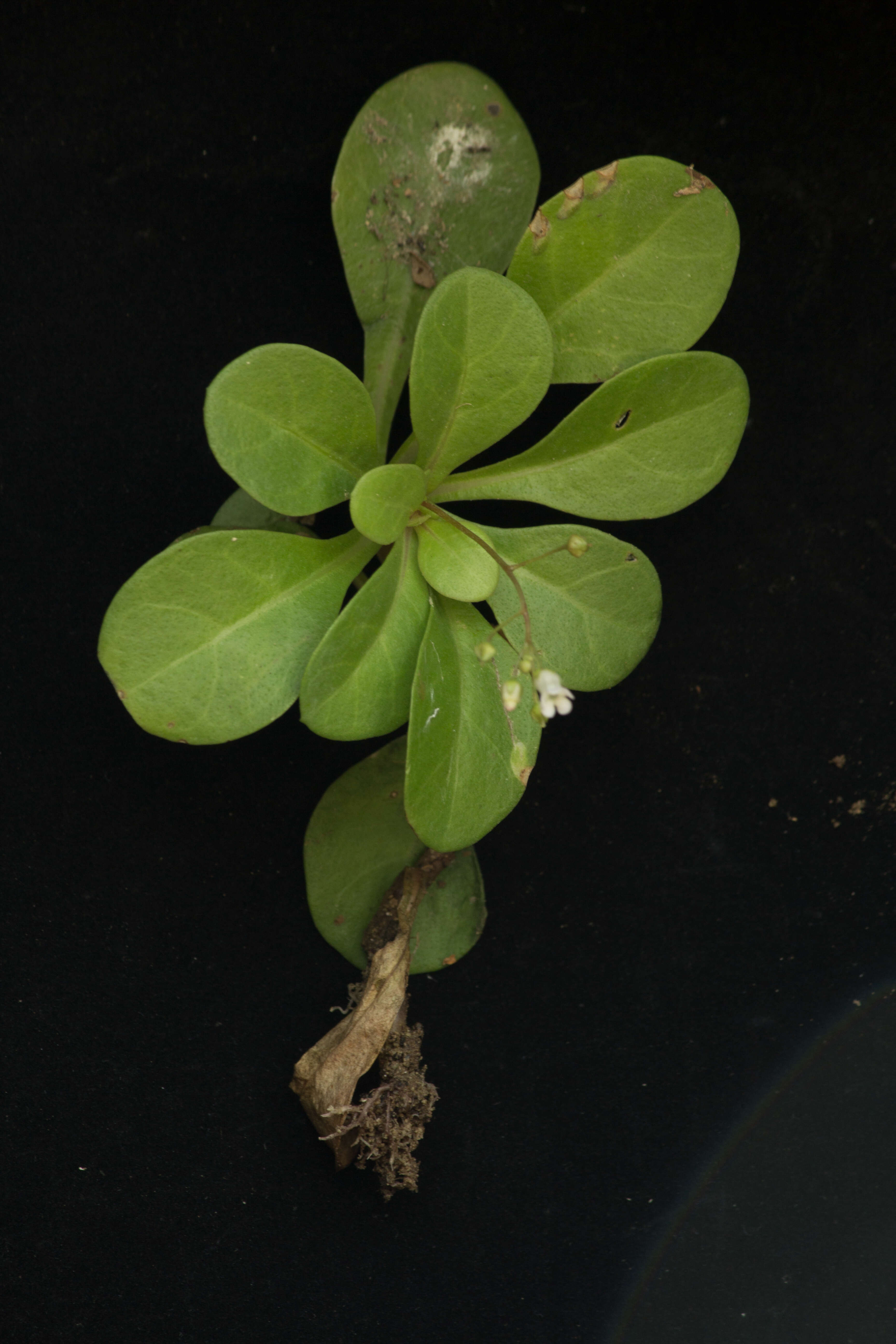 Image of limewater brookweed