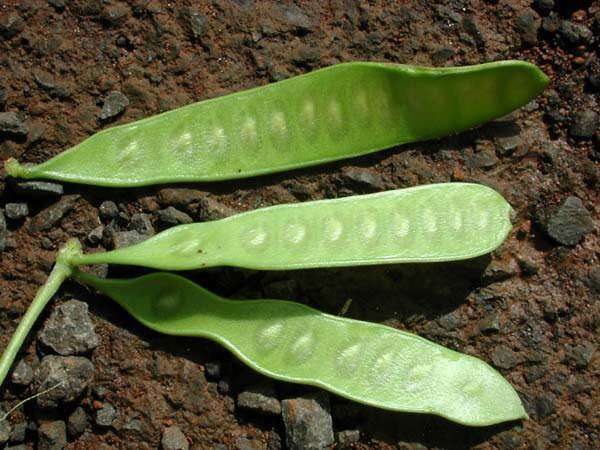 Image of white leadtree