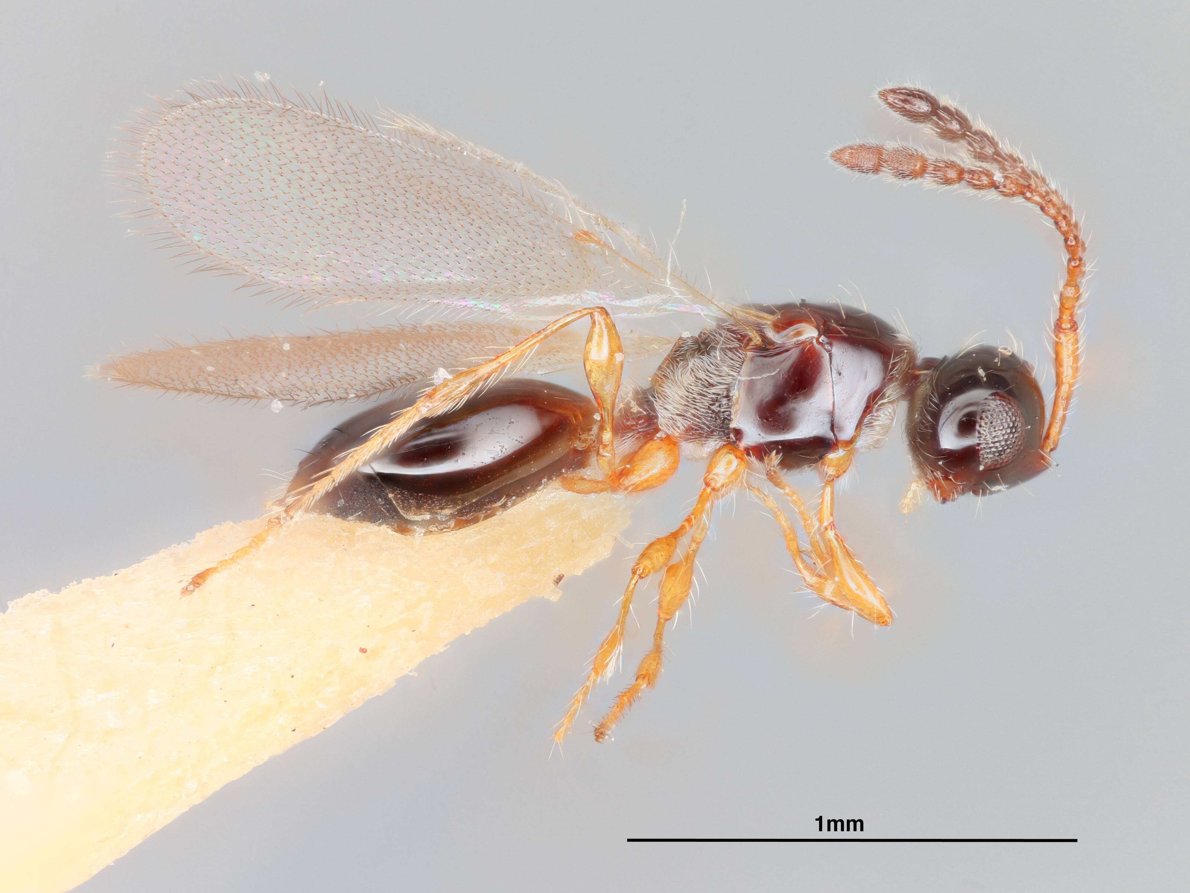 Image of Trichopria Ashmead 1893