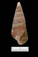 Image of Pleurocera prasinata (Conrad 1834)