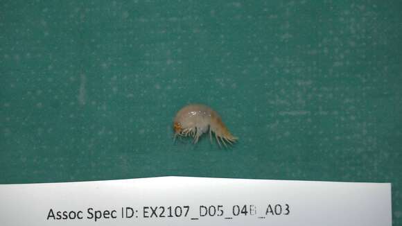 Image of Amphipoda