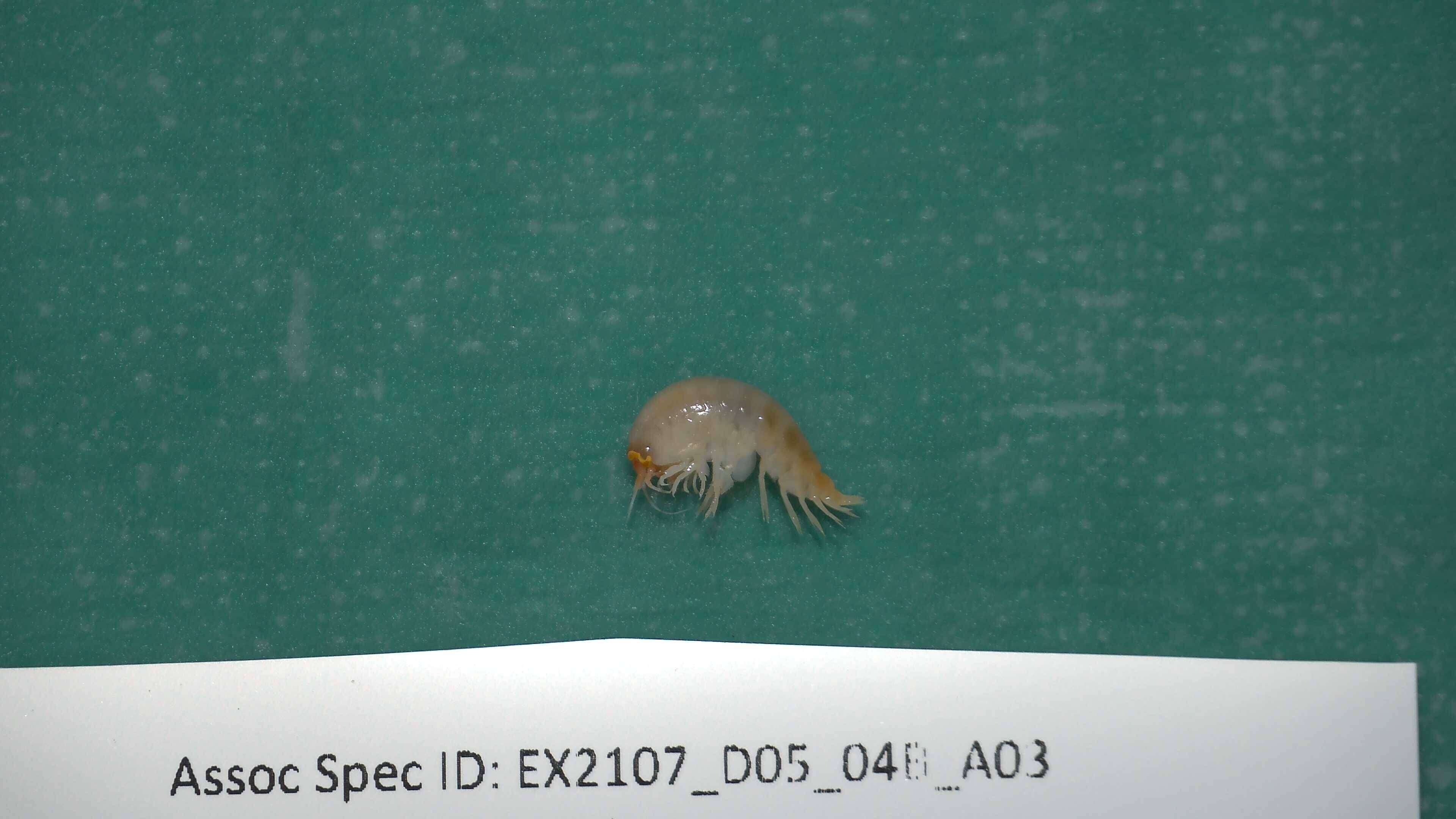 Image of Amphipoda